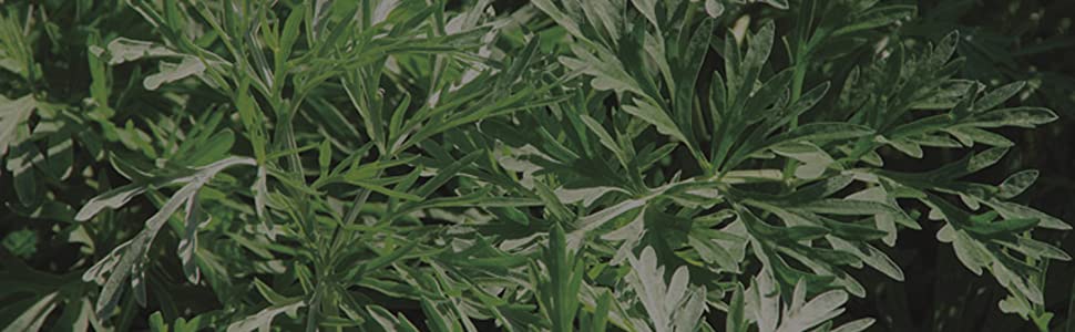 Artemisinin Plant.jpg